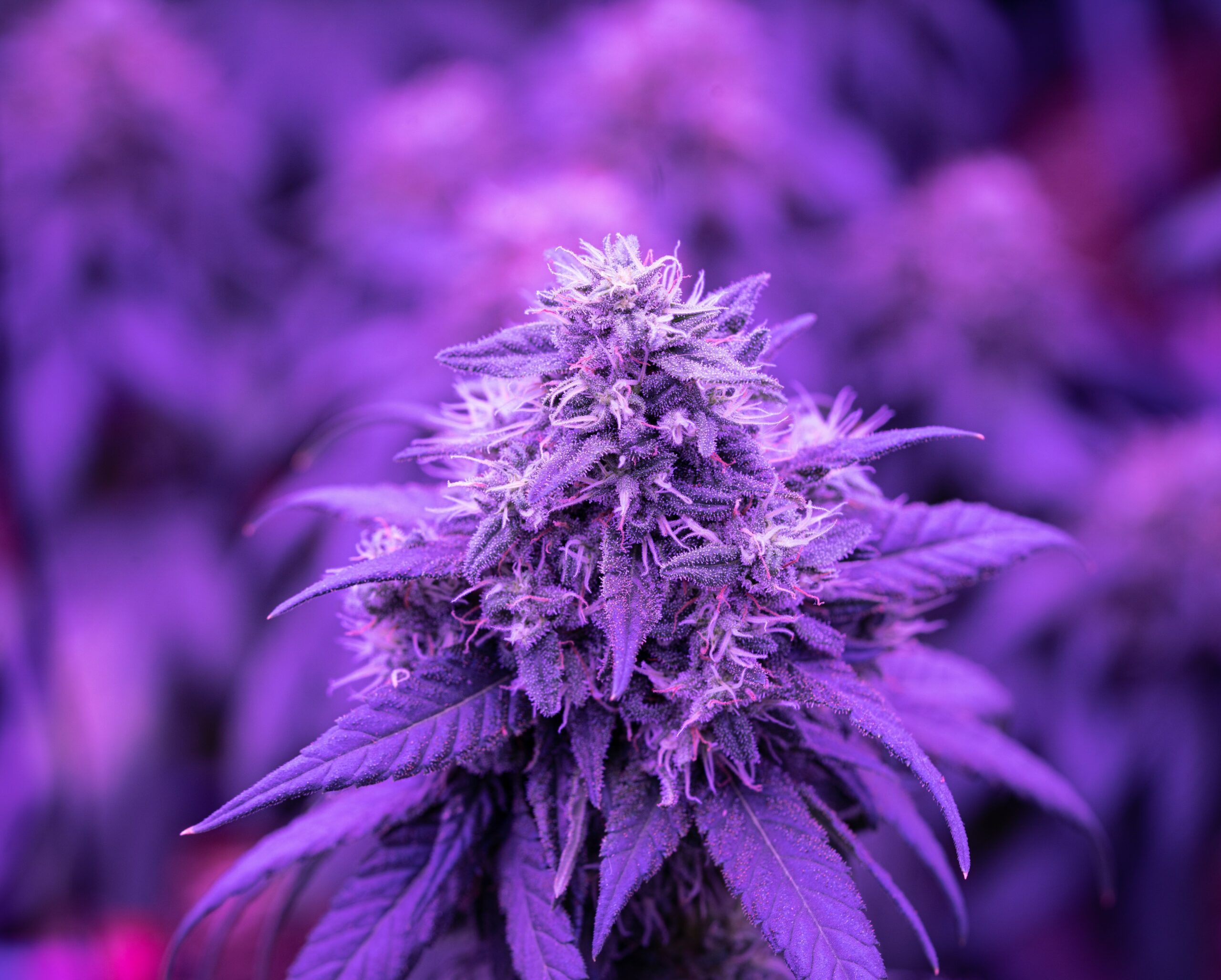 crystalweed-cannabis-29sw-5AUf-4-unsplash crystal weed cannabis